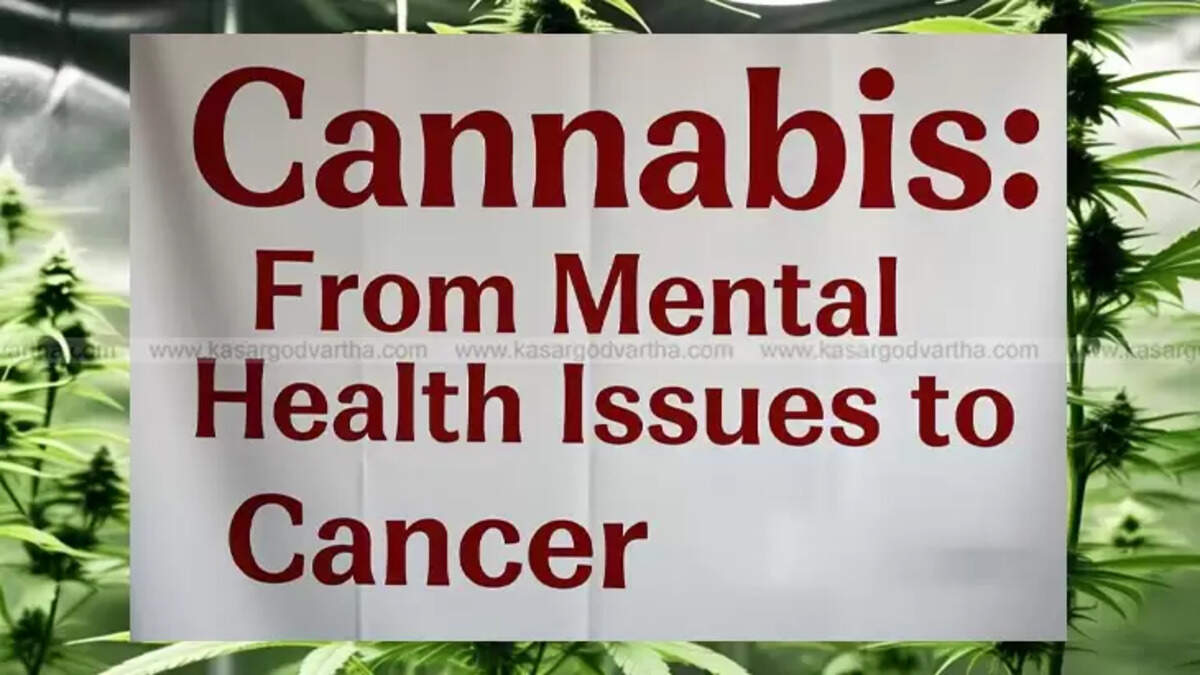 Cannabis health issue, THC, marijuana, lung diseases, mental health problems