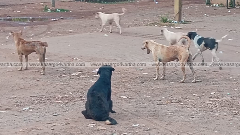 Stray dogs on street, Kerala