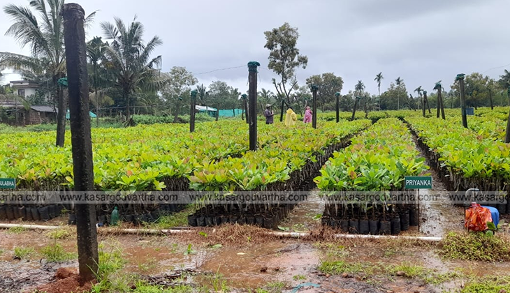 Dwarf cashew trees with drip irrigation at PCK Kasaragod