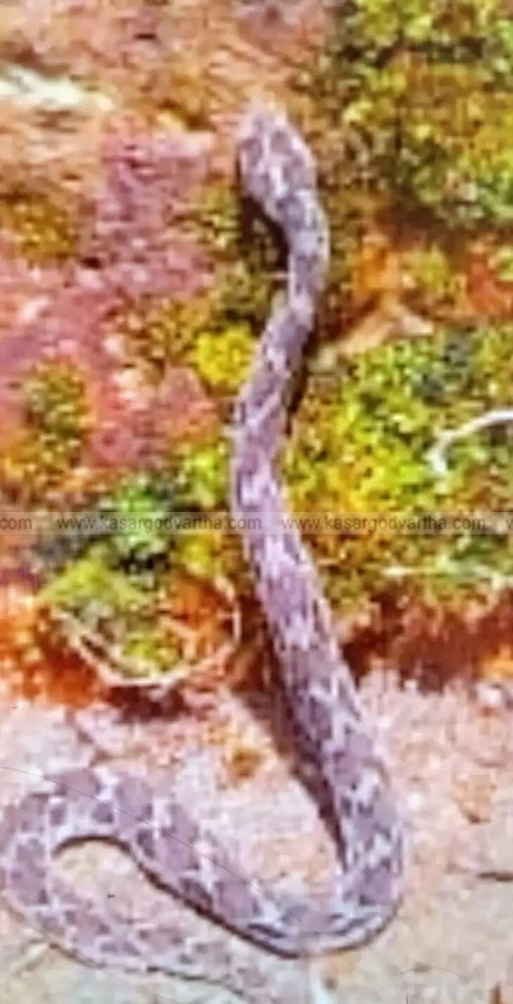 Woman Member of Haritha Karma Sena Bitten by a Snake in Ukkinadka Medical College Campus