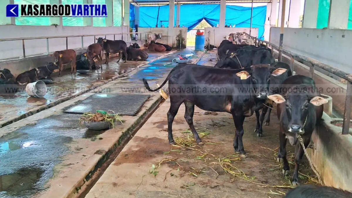 Kasaragod Dwarf cattle breed nears national recognition with NBAGR registration process underway