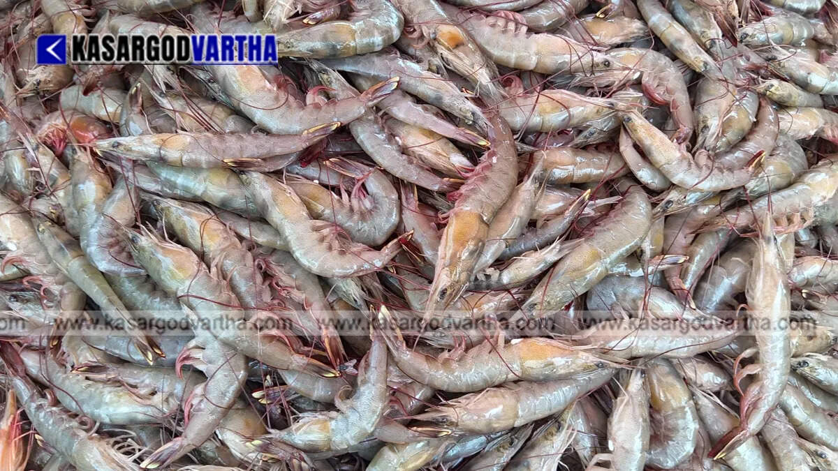 Conceptual image representing abundant fish catch in Manjeshwaram market