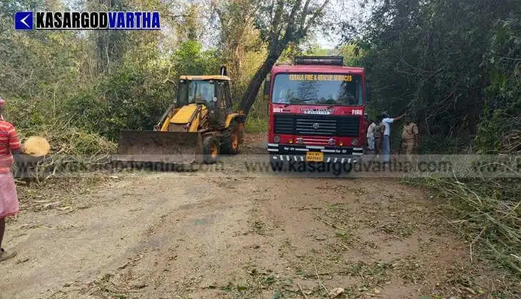 Uprooted Tree Blocks Traffic on Bheemanady-Vellarikkundu State Highway in Plachikkara