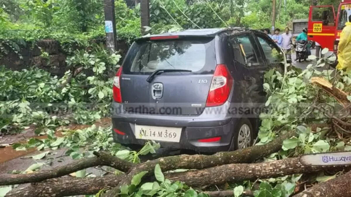 Car with a large tree fallen on its roof in Kasaragod, showing damage.