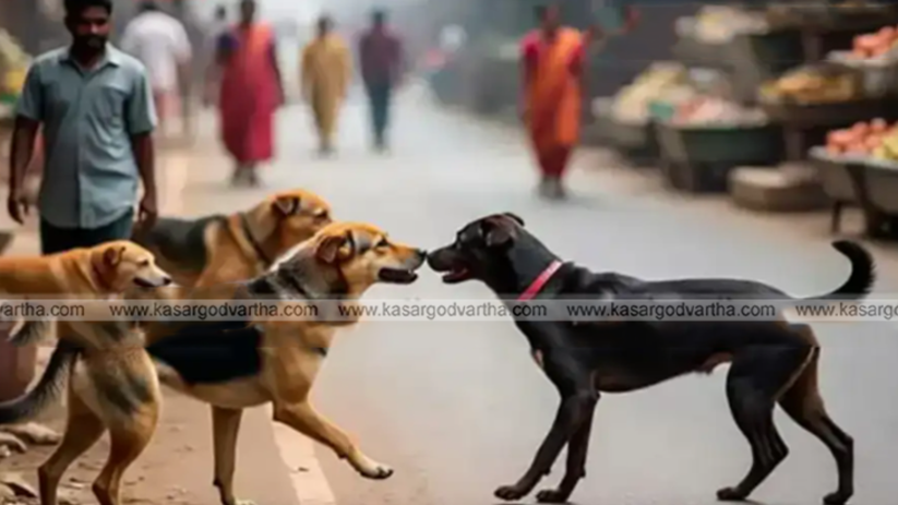 Girl injured in stray dog attack Surathkal