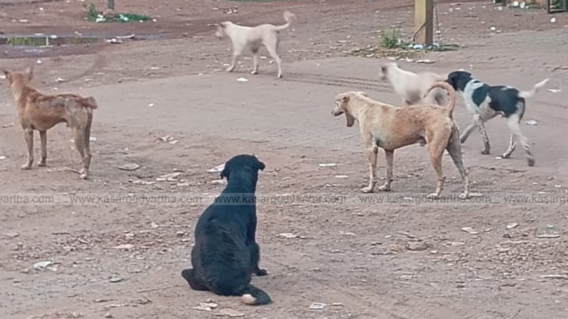 Supreme Court building with a street dog in front 