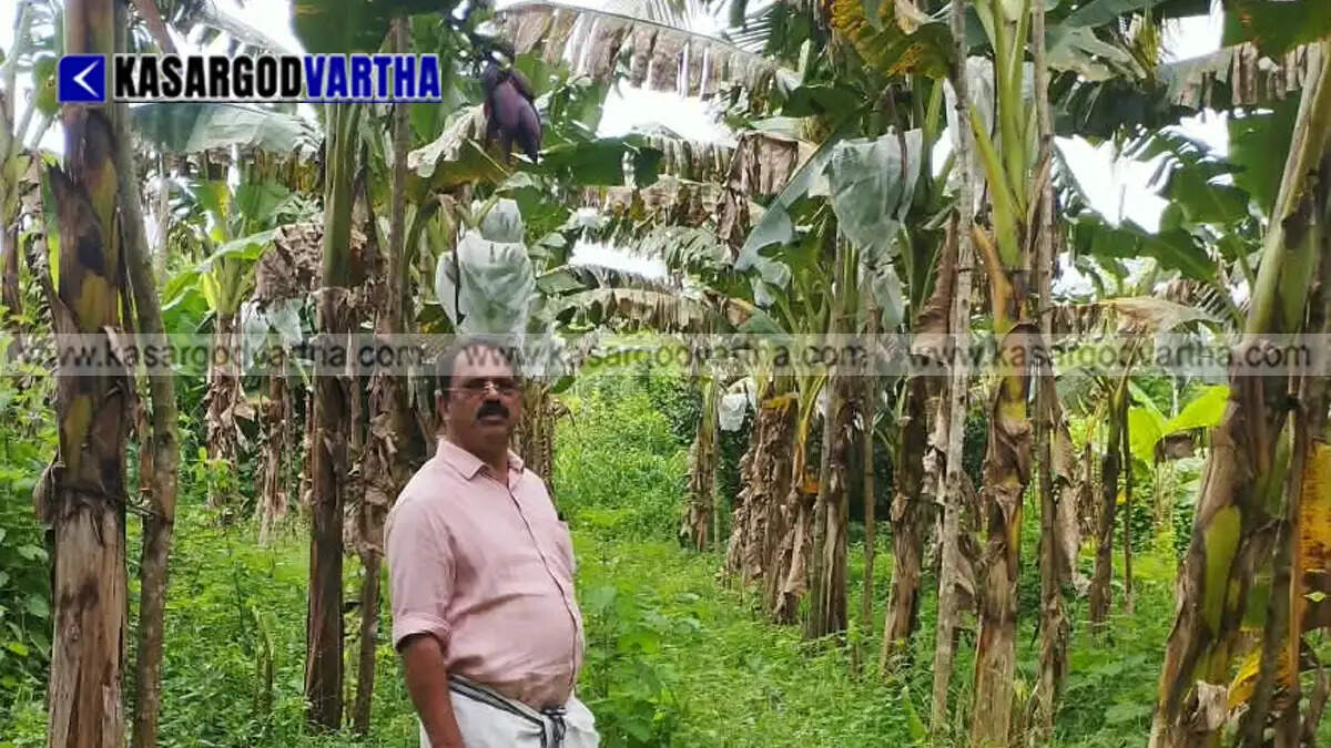 Representational image of vegetable farming and agricultural crisis in Kasaragod ahead of Onam