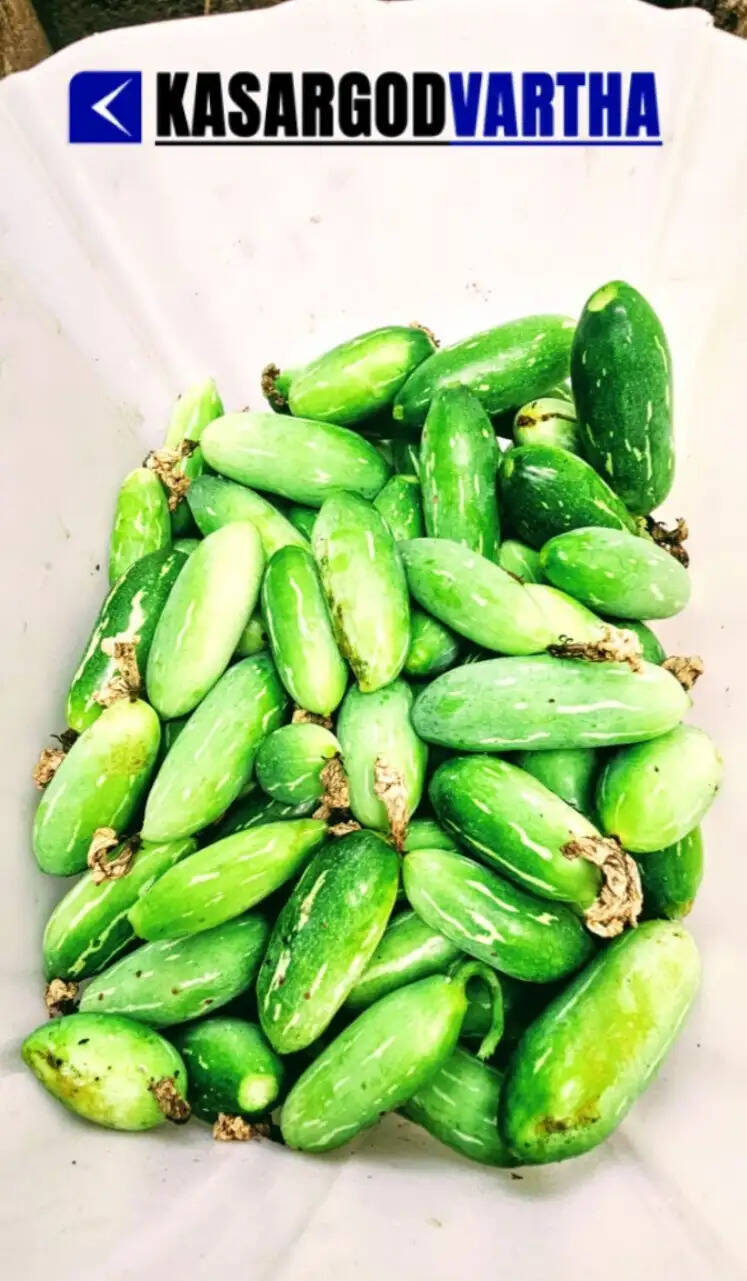 MGA Rahman inspecting his hydroponic vertical garden at Mogral