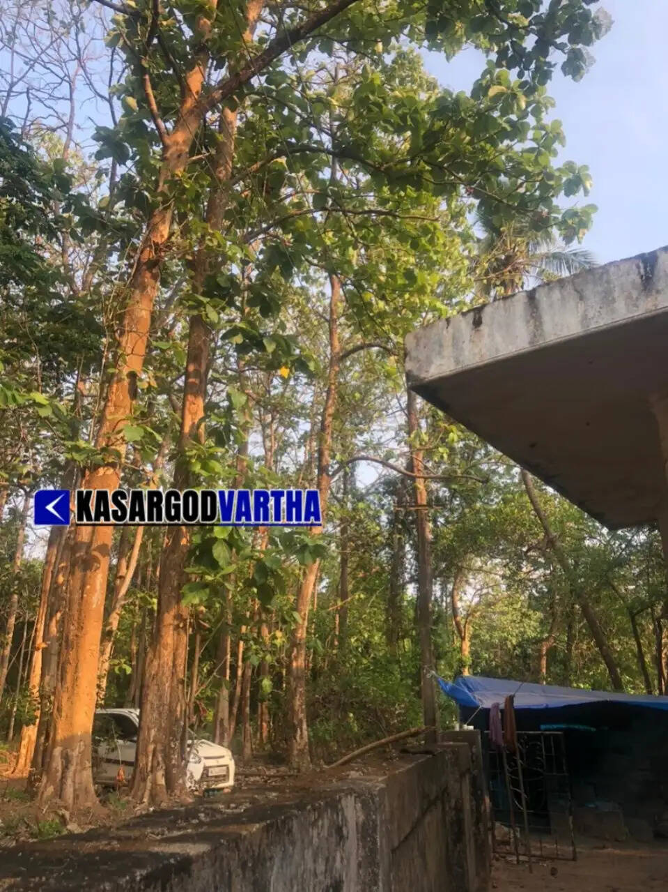 Huge teak trees looming over the houses near Kumbala Railway Station.