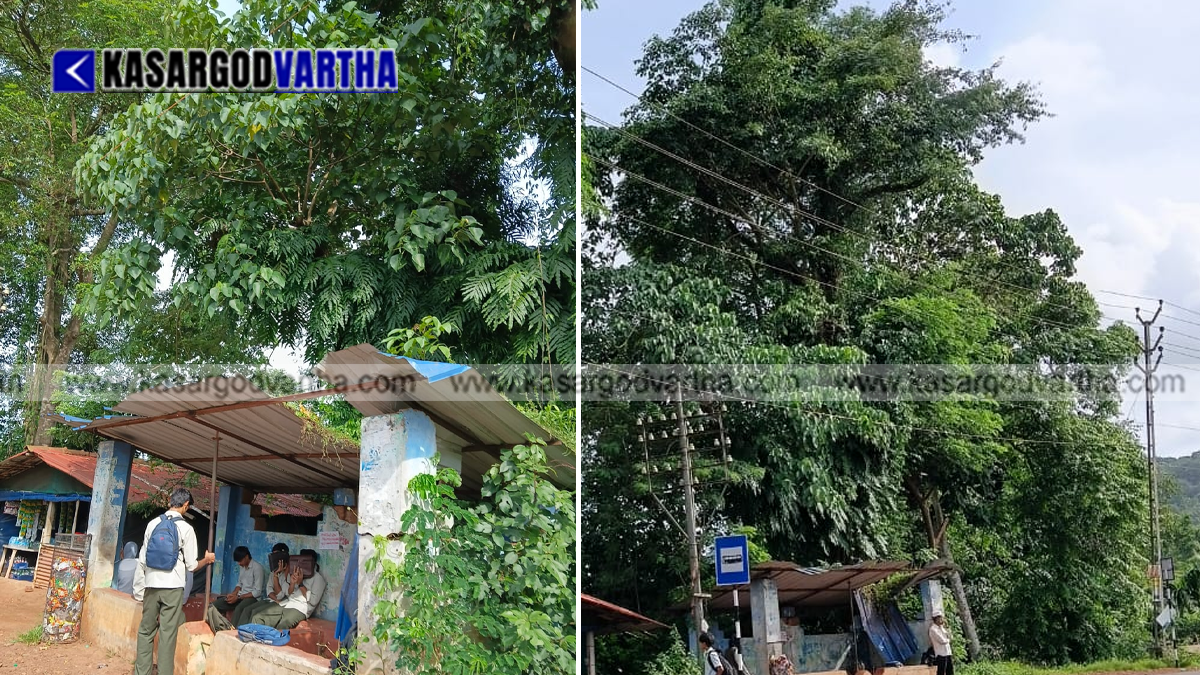 A huge dangerous tree near the bus waiting shed at Adoor junction