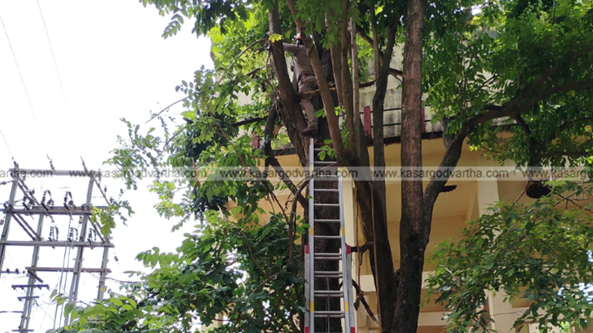  A KSEB service wire snapped and fallen on the Kasaragod Market Road.