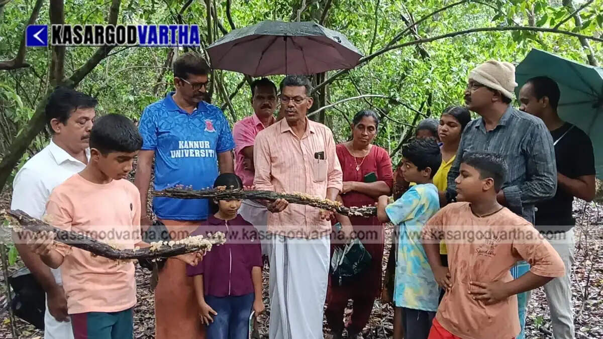 Into the sacred groves searching for monsoon's children: Library activists and children explore unique mushroom species.