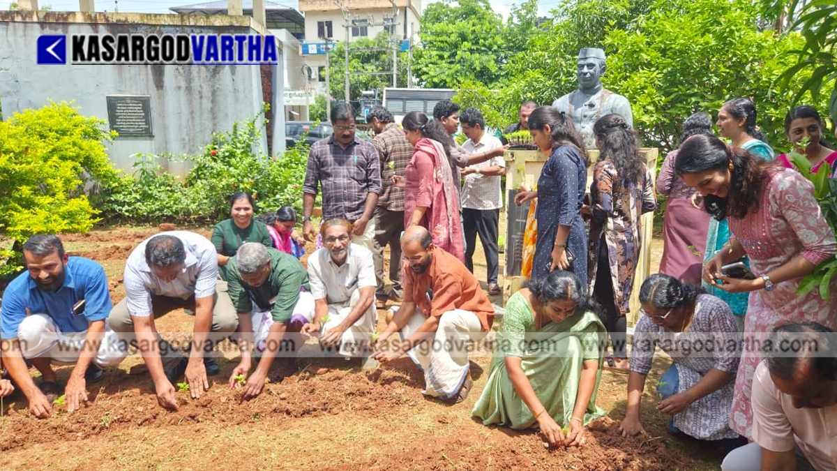Marigold flower cultivation in Kanhangad