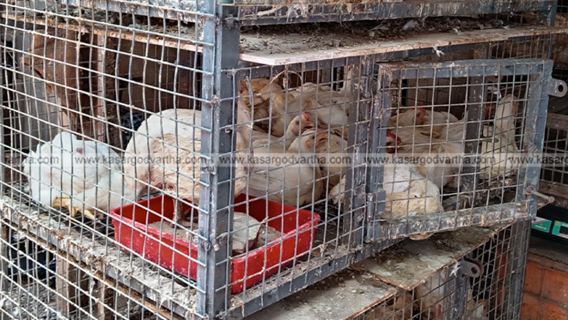 Broiler chicken being sold in a shop.
